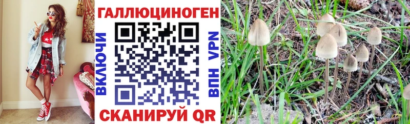 Галлюциногенные грибы Psilocybine cubensis  kraken сайт  Калининец 